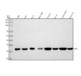 Anti-ASCL1 Antibody Picoband® Boster Bio