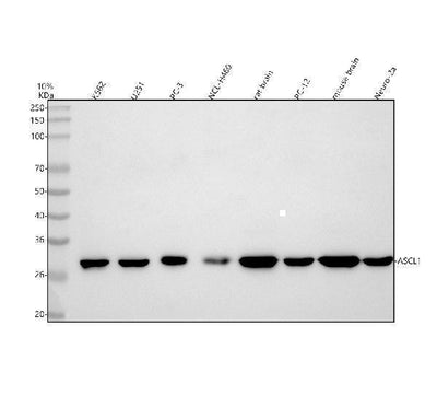 Anti-ASCL1 Antibody Picoband® Boster Bio