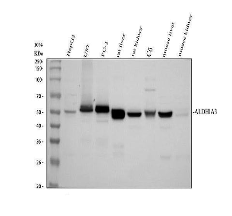 Anti-ALDH1A3 Antibody Picoband® Boster Bio