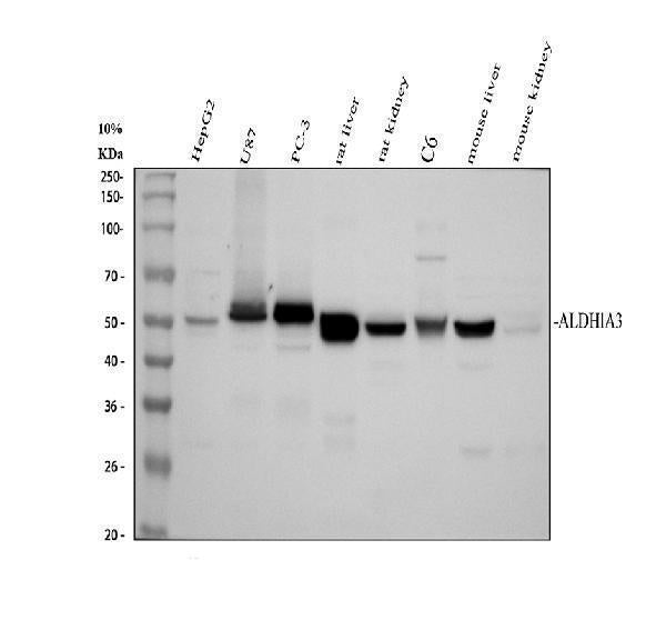 Anti-ALDH1A3 Antibody Picoband® Boster Bio