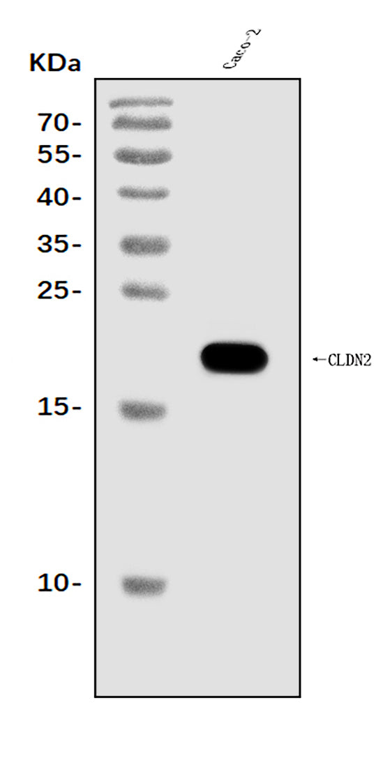 Anti-Claudin 2/CLDN2 Antibody Picoband® Boster Bio