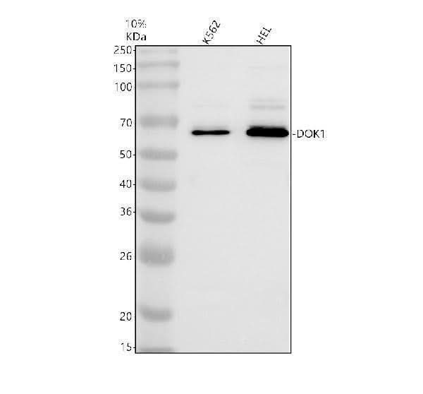 Anti-DOK1 Antibody Picoband® Boster Bio