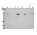 Anti-USP14 Antibody Picoband® Boster Bio