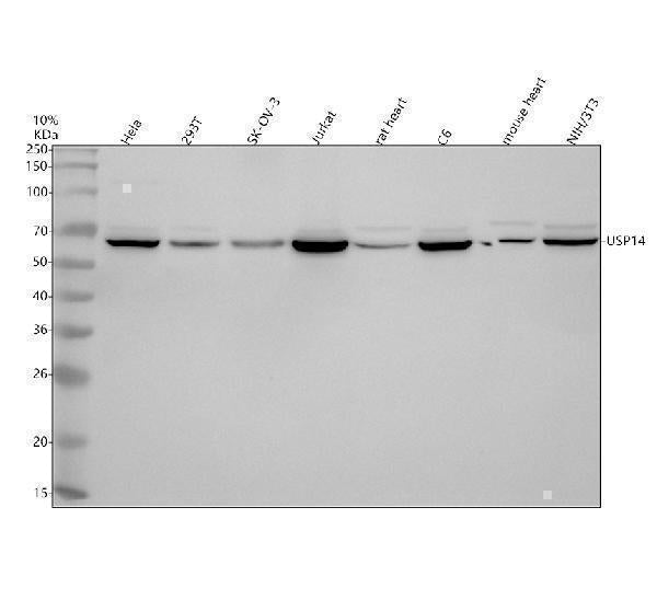 Anti-USP14 Antibody Picoband® Boster Bio