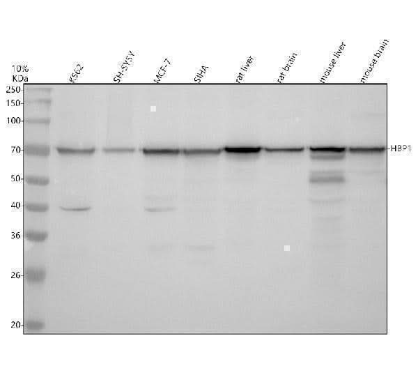 Anti-HBP1 Antibody Picoband® Boster Bio
