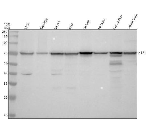 Anti-HBP1 Antibody Picoband® Boster Bio