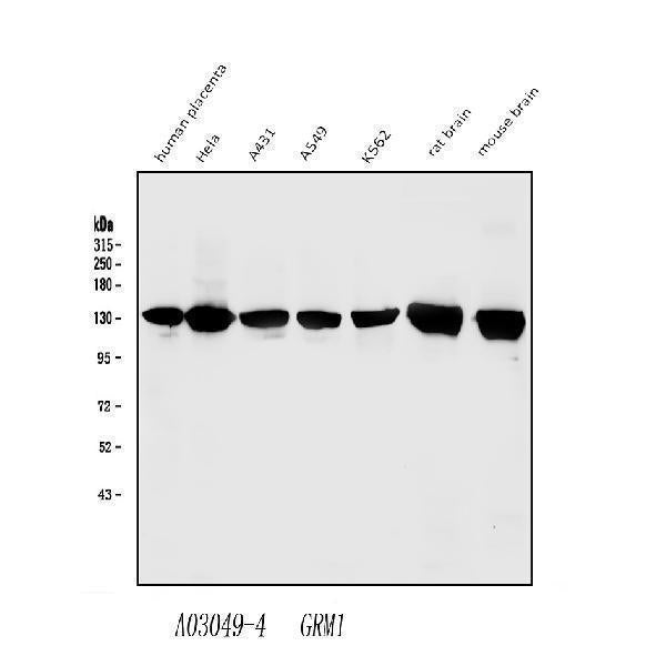 Anti-mGluR1/GRM1 Antibody Picoband® Boster Bio