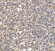 Boster A03051-3 IHC 7 image
