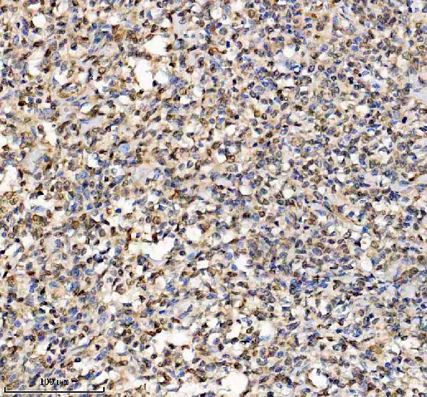 Boster A03051-3 IHC 7 image