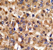 Boster A03051-3 IHC 6 image