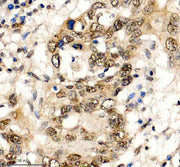 Boster A03051-3 IHC 5 image