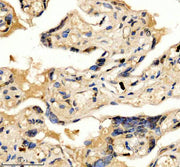 Boster A03051-3 IHC 4 image