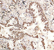 Boster A03051-3 IHC 2 image