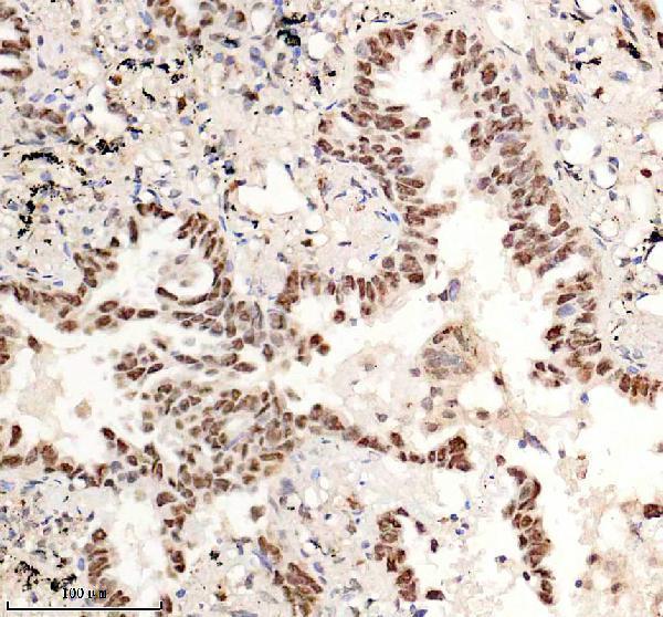 Boster A03051-3 IHC 2 image