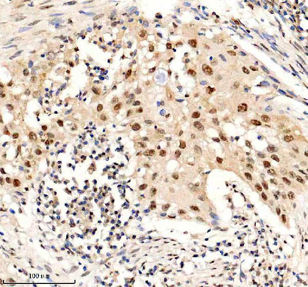 Boster A03051-3 IHC 3 image