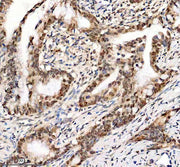 Boster A03051-3 IHC 1 image