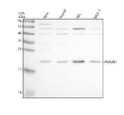 Boster A03051-3 WB image