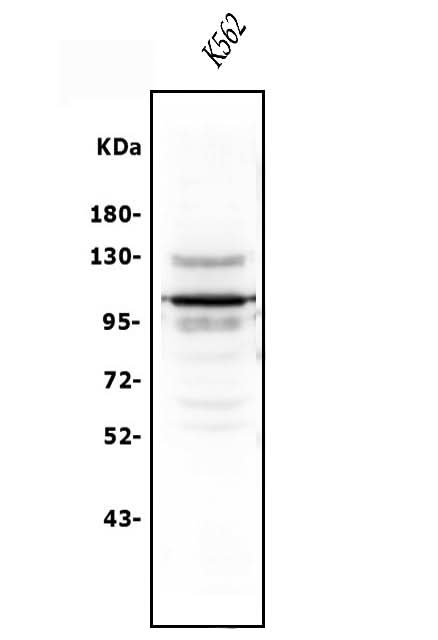 Anti-USP15 Antibody Picoband® Boster Bio