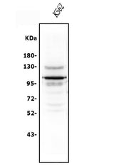 Anti-USP15 Antibody Picoband® Boster Bio