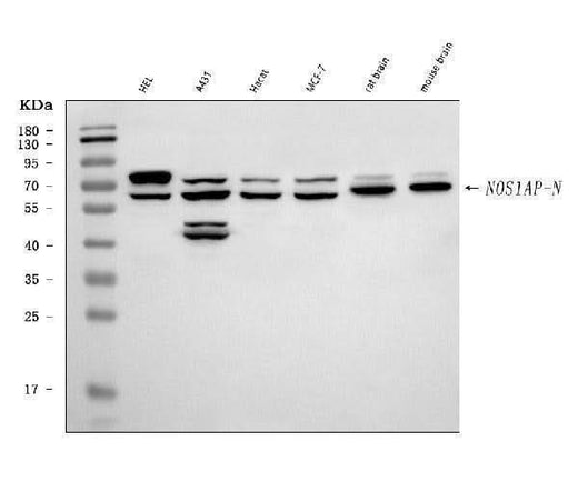 Anti-CAPON/NOS1AP Antibody Picoband® Boster Bio