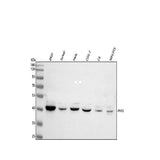 Anti-PHF6 Antibody Picoband® Boster Bio