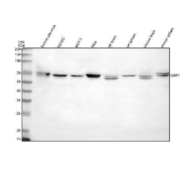 Anti-GBP1 Antibody Picoband® Boster Bio