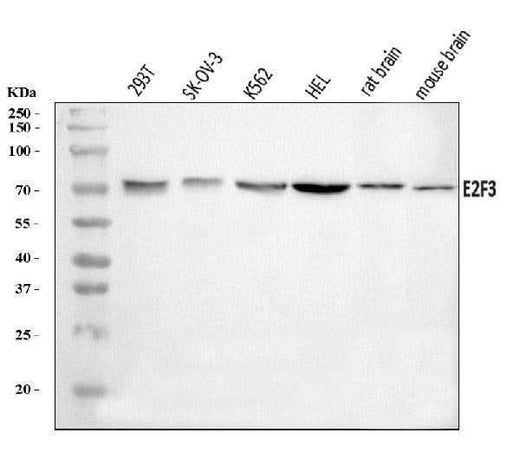 Anti-E2F3 Antibody Picoband® Boster Bio