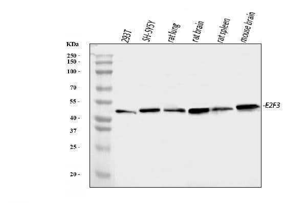 Anti-E2F3 Antibody Picoband® Boster Bio