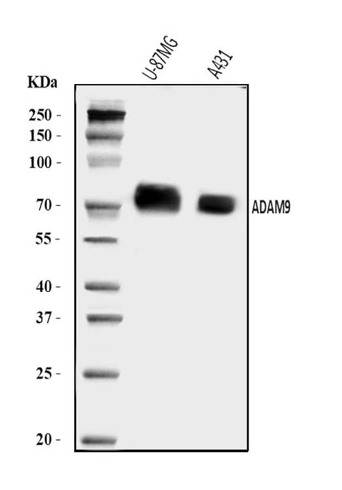 Anti-ADAM9 Antibody Picoband® Boster Bio