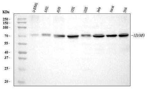 Anti-ADAM9 Antibody Picoband® Boster Bio