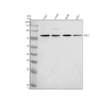 Anti-SGOL1/SGO1 Antibody Picoband® Boster Bio