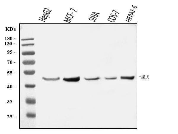 Anti-MLX Antibody Picoband® Boster Bio
