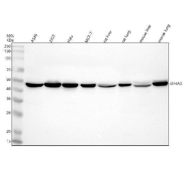 Anti-EIF4A3 Antibody Picoband® Boster Bio
