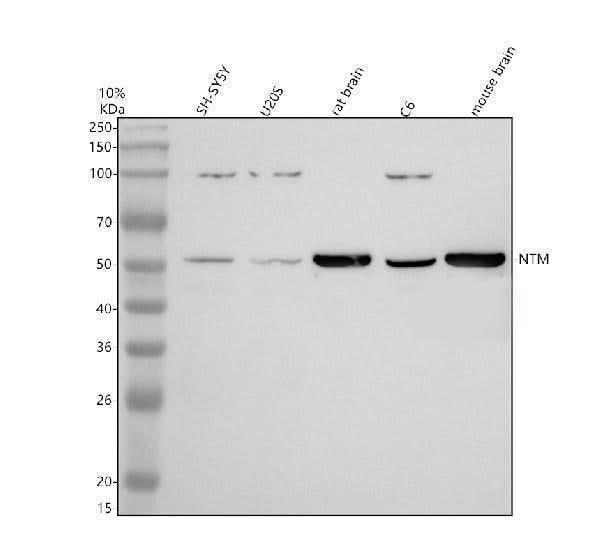 Anti-NTM Antibody Picoband® Boster Bio