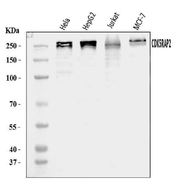 Anti-CDK5RAP2 Antibody Picoband® Boster Bio