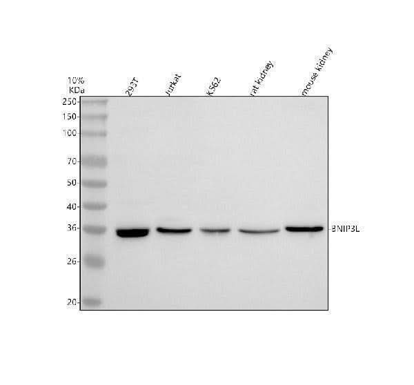 Anti-BNIP3L Antibody Picoband® Boster Bio