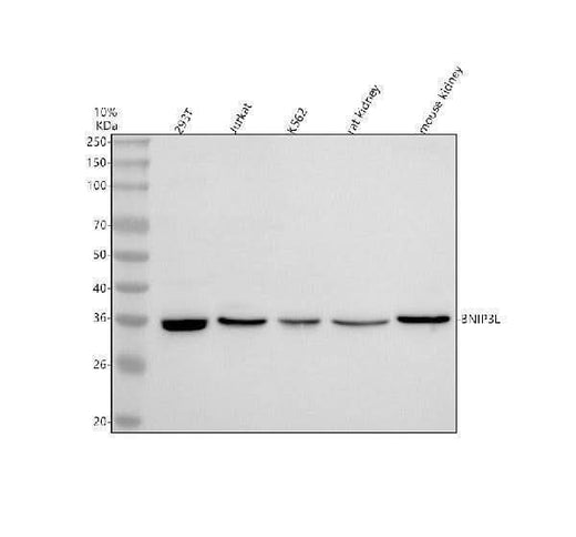 Anti-BNIP3L Antibody Picoband® Boster Bio