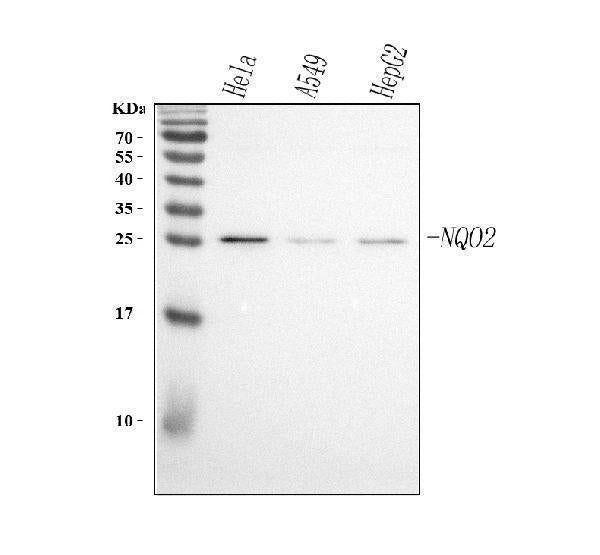 Anti-NQO2 Antibody Picoband® Boster Bio