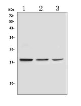Anti-Ribonuclease 3/RNASE3 Antibody Picoband® Boster Bio