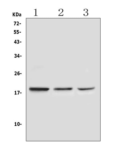 Anti-Ribonuclease 3/RNASE3 Antibody Picoband® Boster Bio