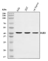 Anti-BUB3 Antibody Picoband® Boster Bio