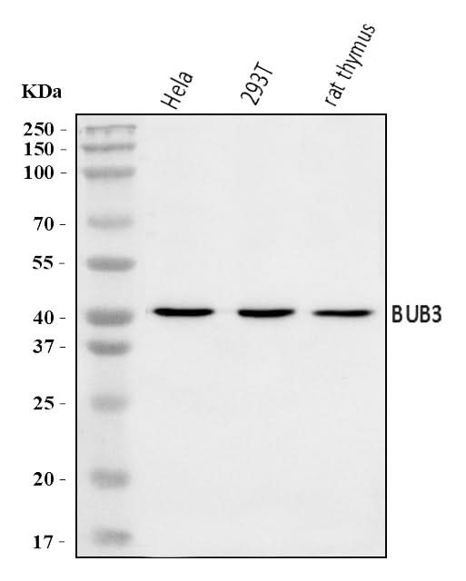 Anti-BUB3 Antibody Picoband® Boster Bio