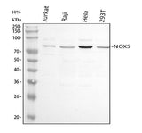Anti-NOX5 Antibody Picoband® Boster Bio