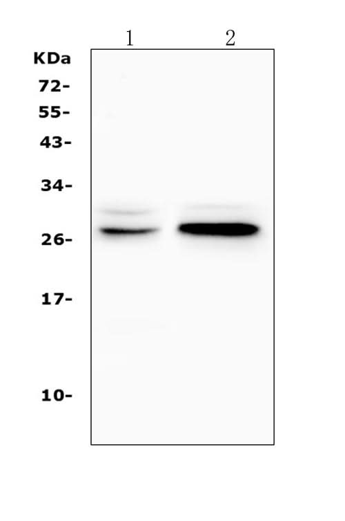 Anti-TNFRSF18 Antibody Picoband® Boster Bio