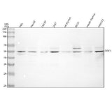 Anti-ODC1 Antibody Picoband® Boster Bio