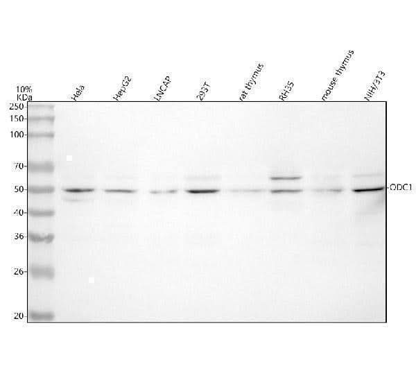 Anti-ODC1 Antibody Picoband® Boster Bio
