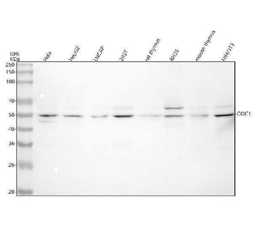 Anti-ODC1 Antibody Picoband® Boster Bio