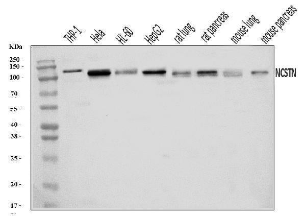 Anti-Nicastrin/NCSTN Antibody Picoband® Boster Bio