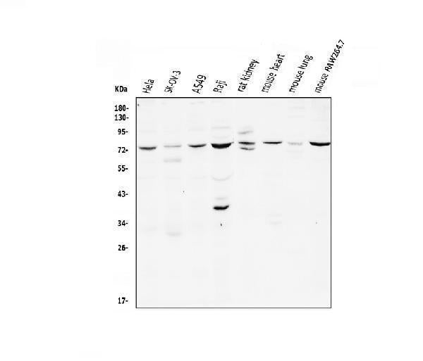 Anti-CD239/BCAM Antibody Picoband® Boster Bio
