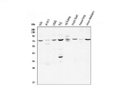 Anti-CD239/BCAM Antibody Picoband® Boster Bio